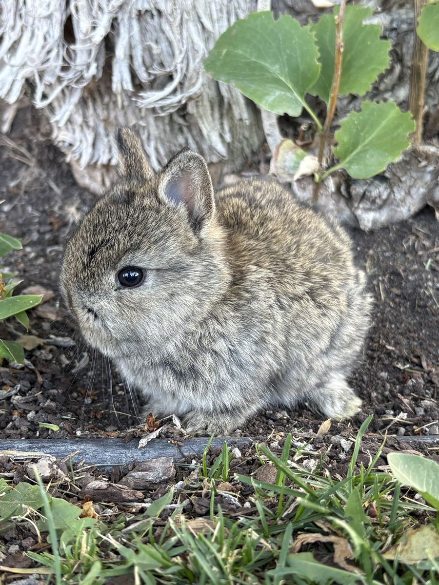 Adorable Netherland, dwarf girl - Healthy and Cute