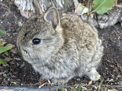 Adorable Netherland, dwarf girl - Healthy and Cute