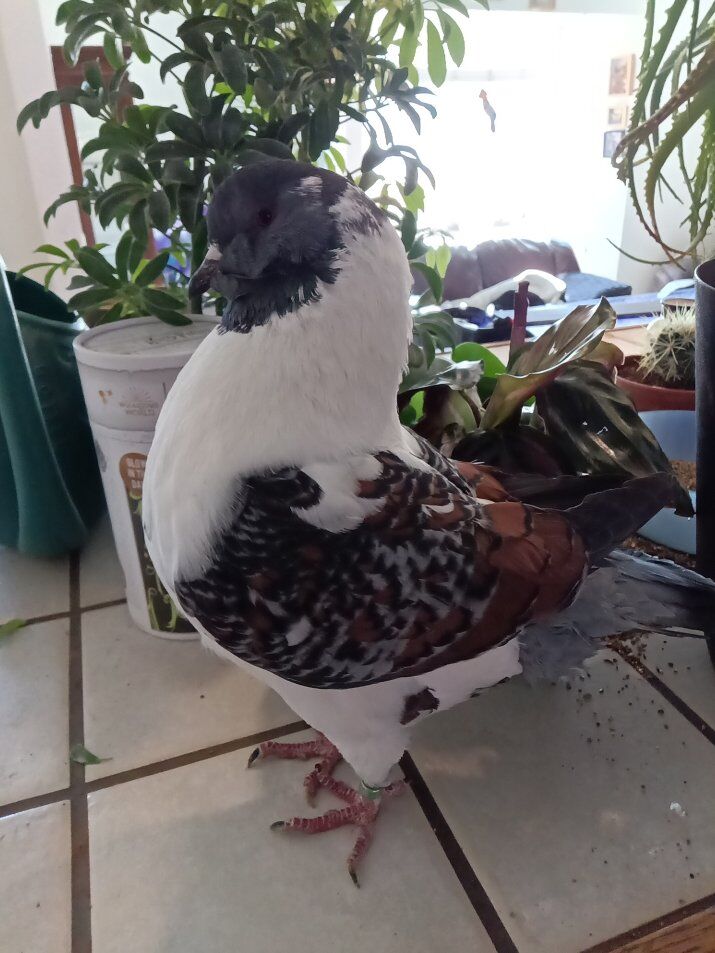 in search of Modena pigeons