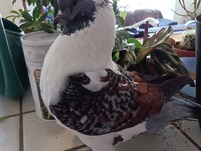 in search of Modena pigeons