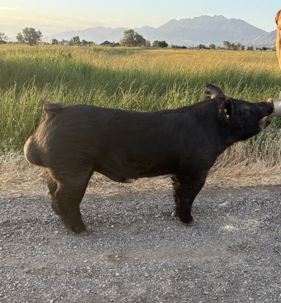 Crossbred Show Boar