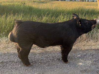 Crossbred Show Boar