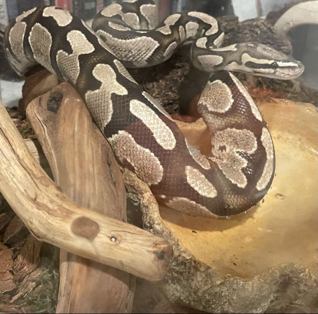 Male Ball Python Snake with Terrarium, Heat Lamp & Substrate - Complete Setup