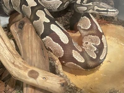 Male Ball Python Snake with Terrarium, Heat Lamp & Substrate - Complete Setup