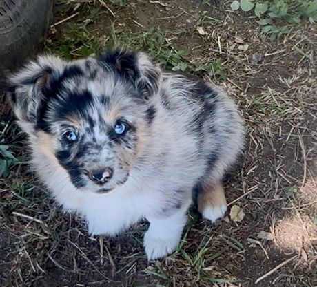 Auggie Puppies!