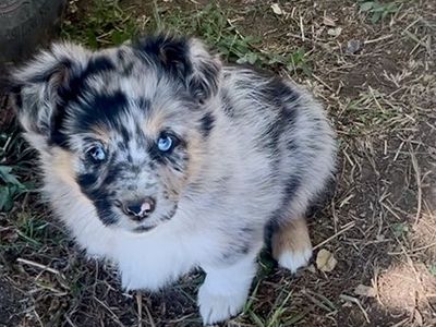 Auggie Puppies!