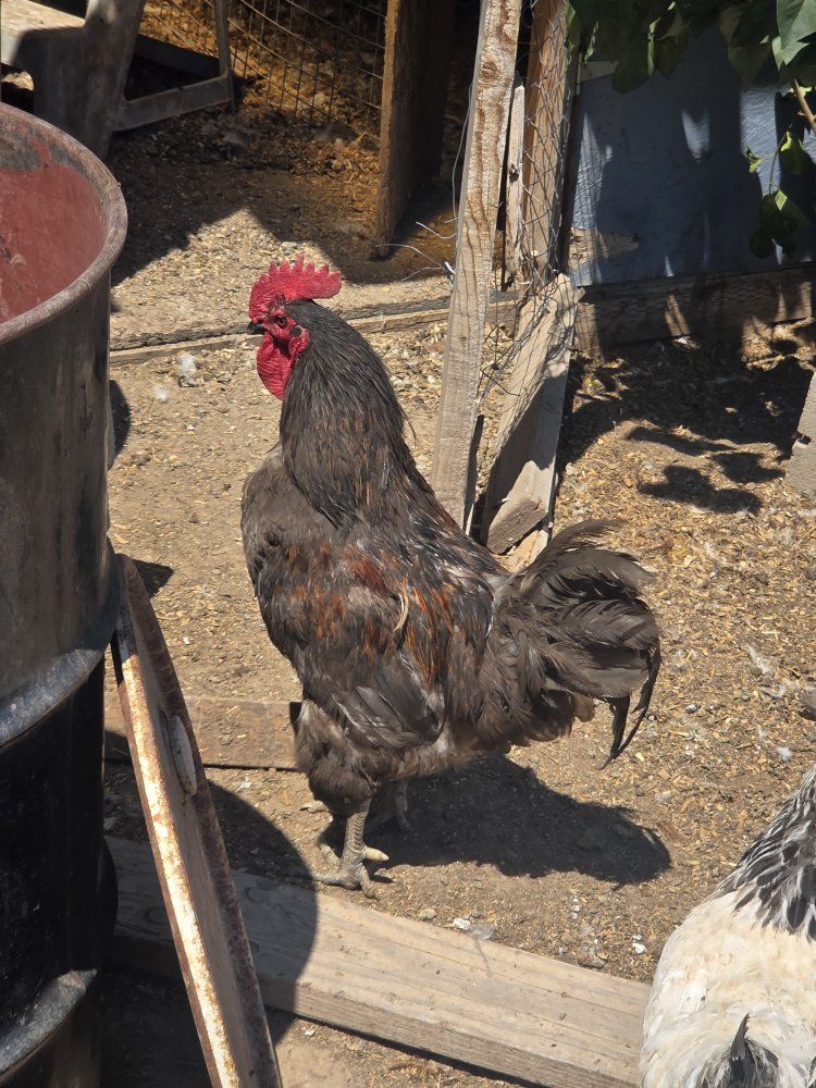 roosters 