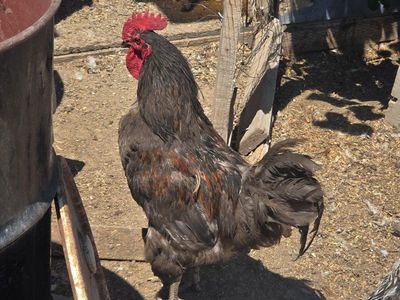 roosters