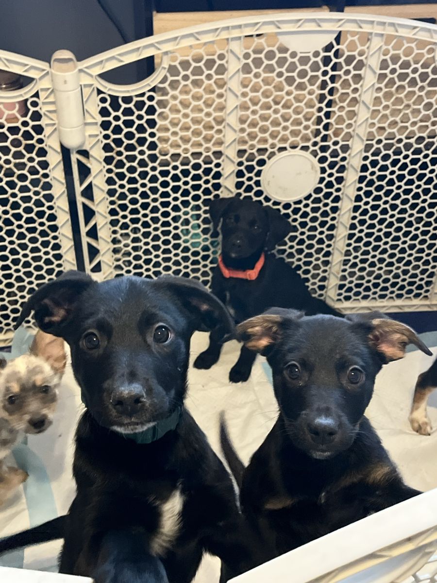 Black Lab Mix Puppies Reafy For Their Homes!!