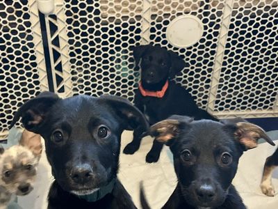 Black Lab Mix Puppies Reafy For Their Homes!!