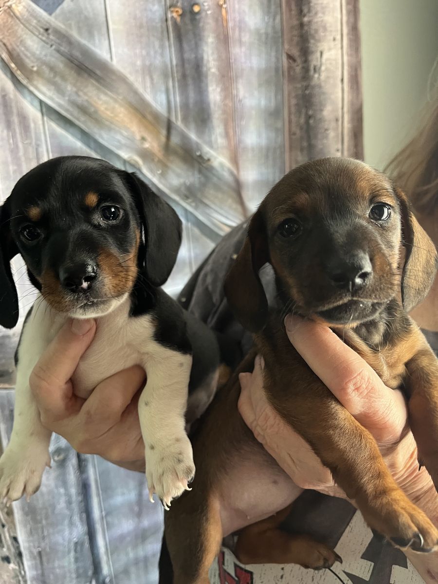 Mini Dachshund