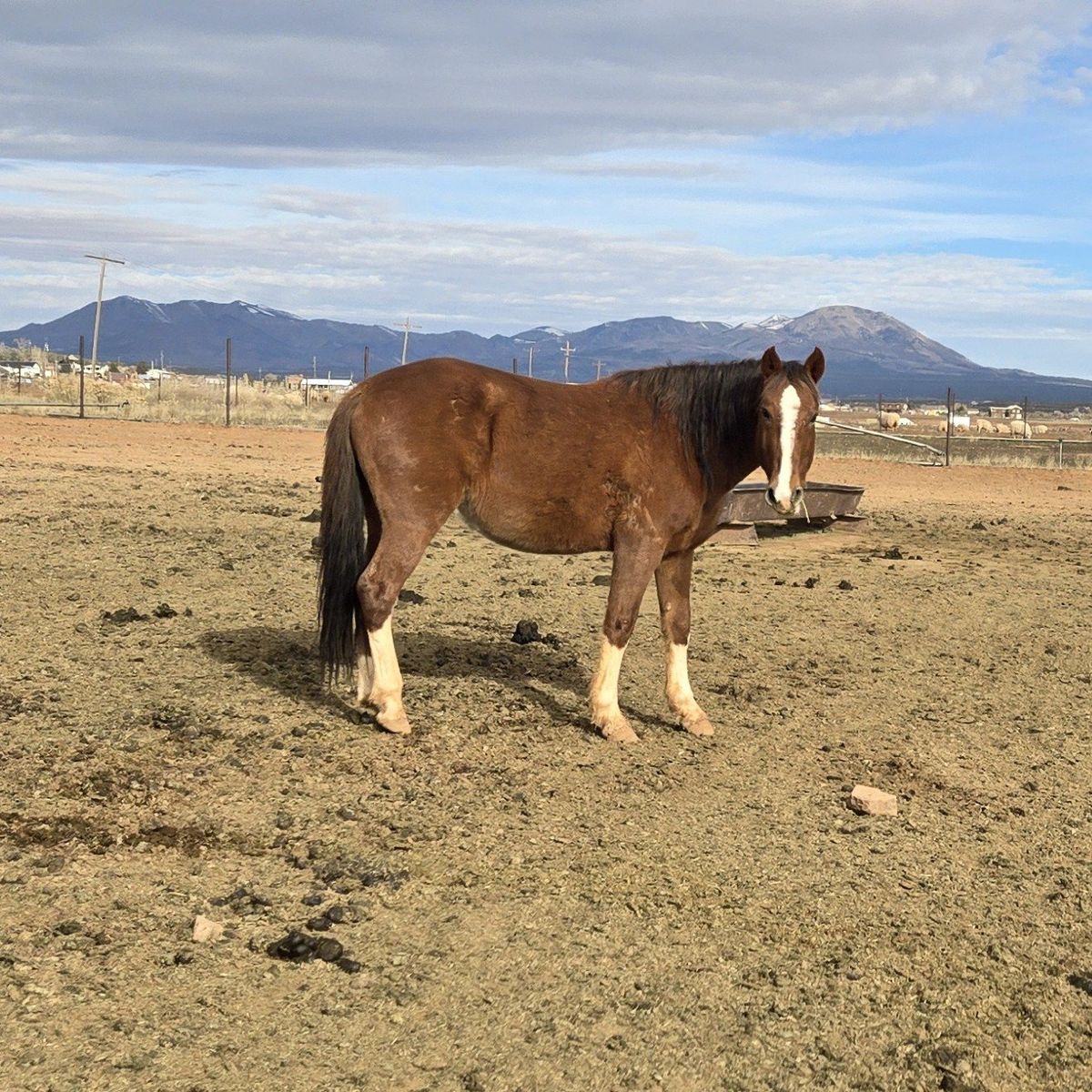 Sorrel Gelding 4yr old Mustang