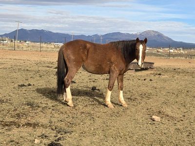 Sorrel Gelding 4yr old Mustang