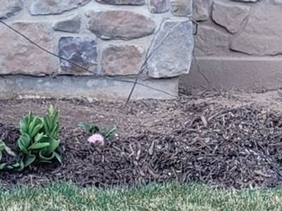 Free Fill mulch-you haul