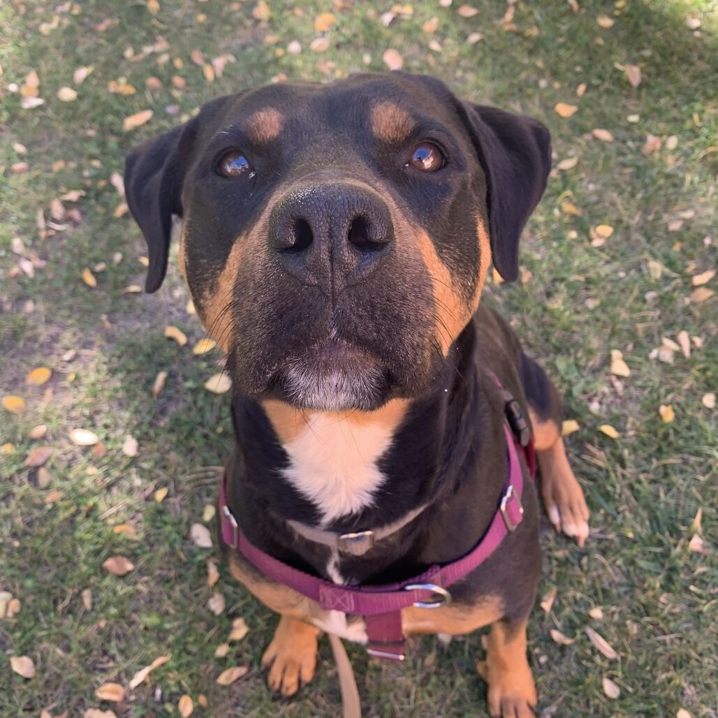 Hello my name is Licorice