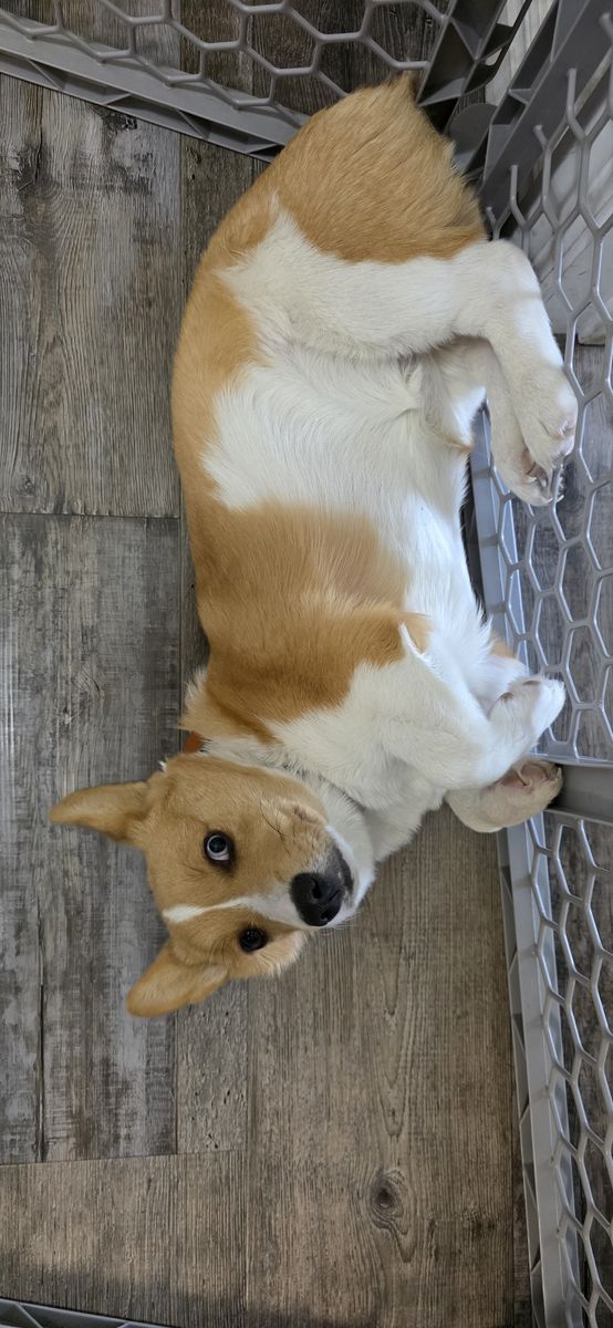 Pembroke Welsh Corgi