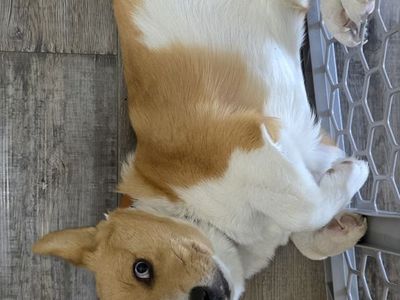 Pembroke Welsh Corgi