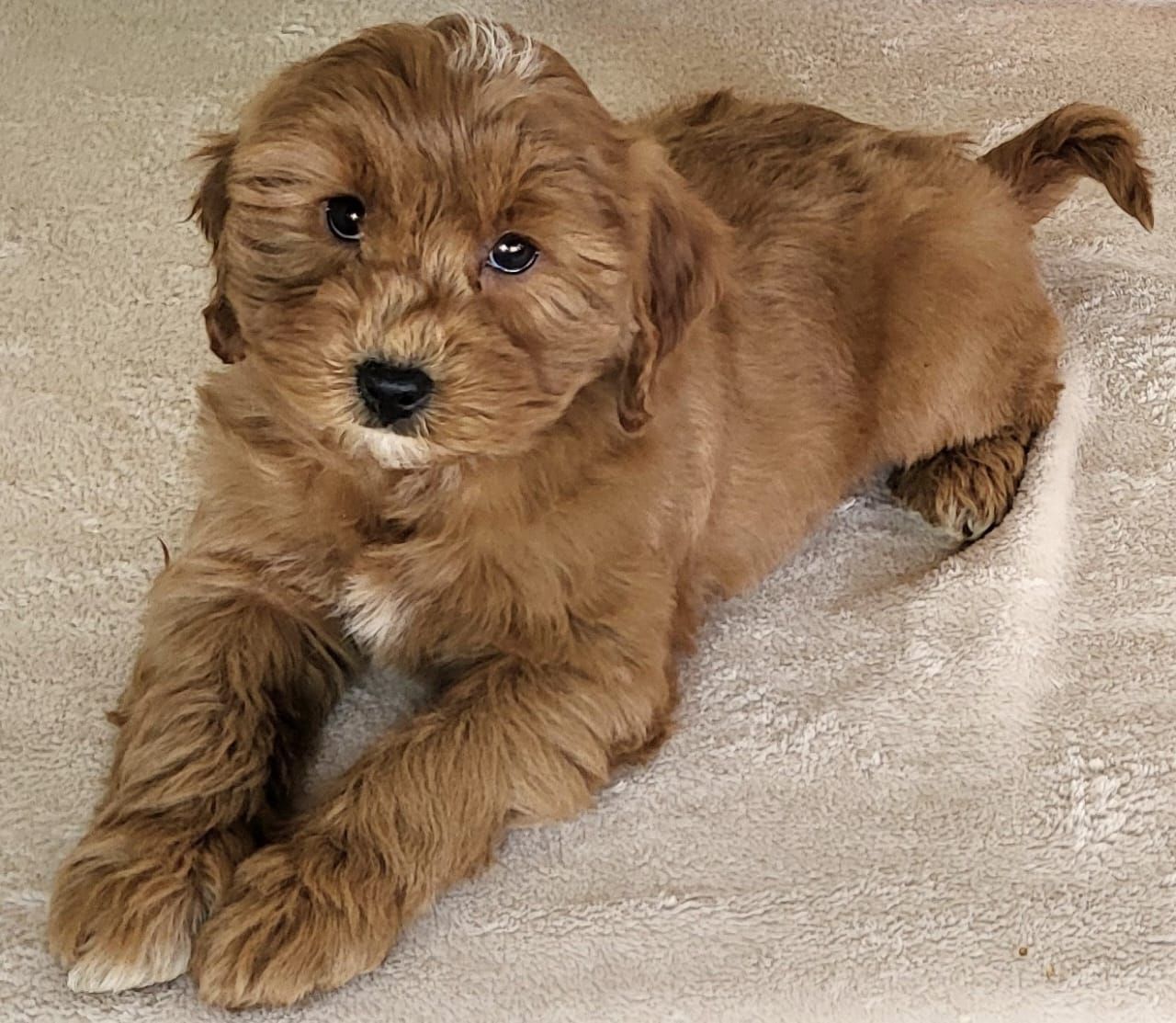 Micro Goldendoodle - Girl Molly $2200