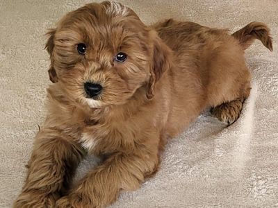 Micro Goldendoodle - Girl Molly $2200