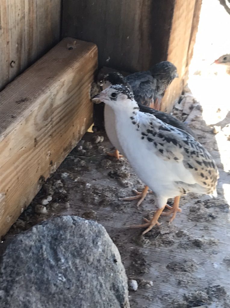 Breeding Button Quail For Sale