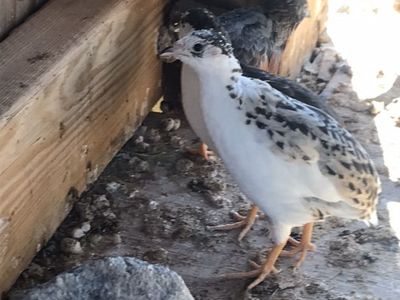 Breeding Button Quail For Sale