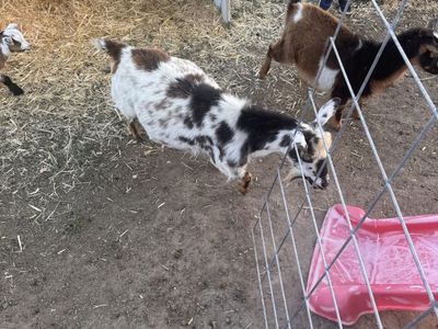 Nigerian dwarf does and weathers