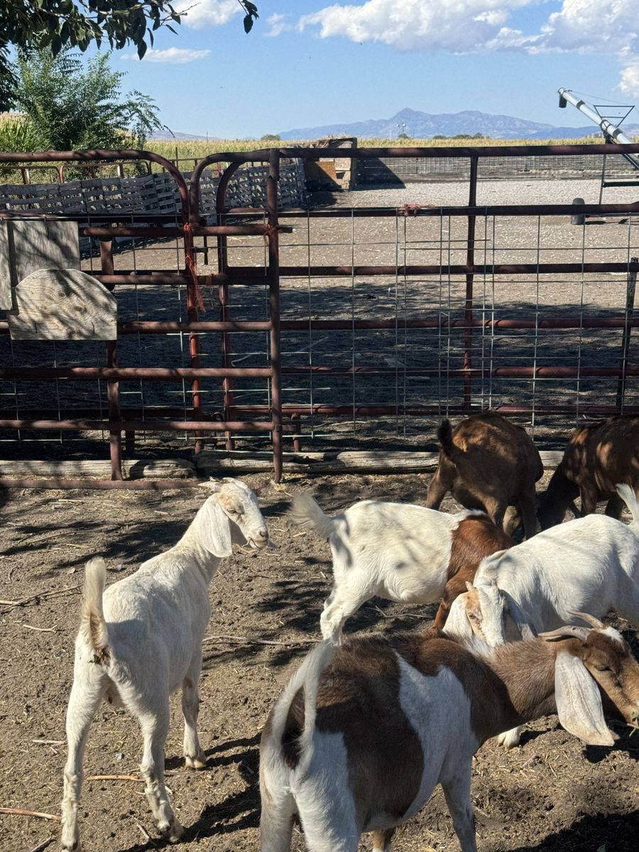 Boer goats