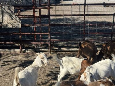 Boer goats