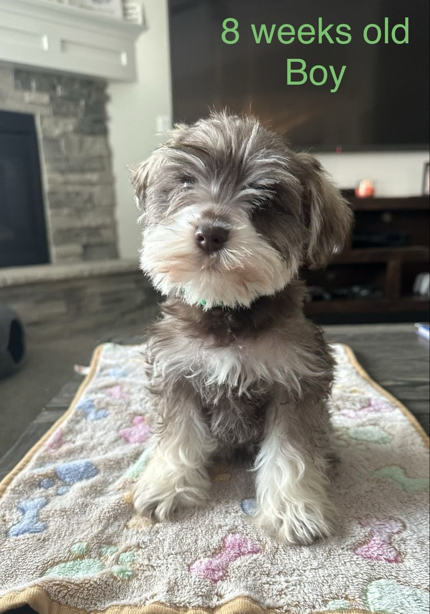 Miniature Schnauzers