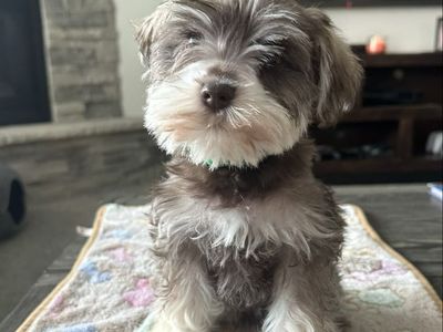 Miniature Schnauzers