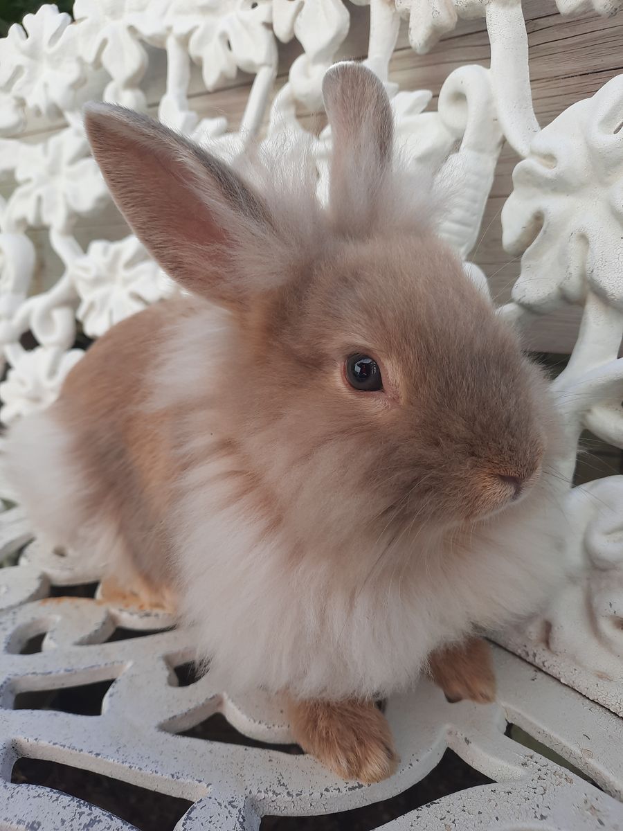 Lionhead Mix Bunny