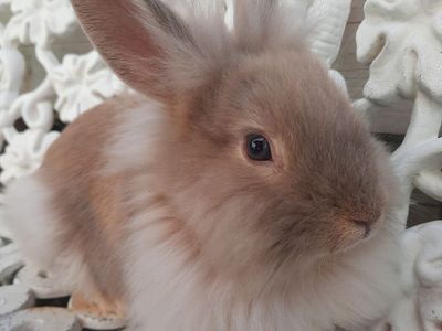Lionhead Mix Bunny