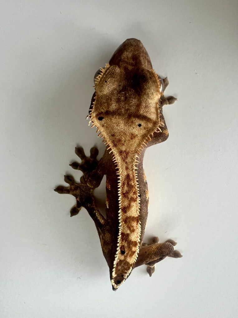 Cute Crested Gecko