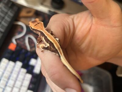 Lilly White Crested Gecko