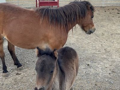 Mini mare with baby colt by her side