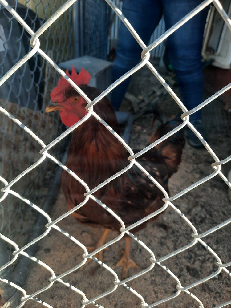 Rhode Island Red Rooster - Young, Healthy & Vibrant