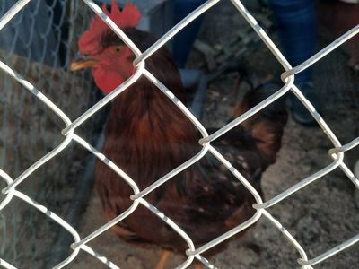 Rhode Island Red Rooster - Young, Healthy & Vibrant