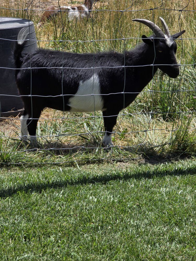Nigerian Dwarf Goat for Sale - Black & White, Healthy, , Great Pet/Milker