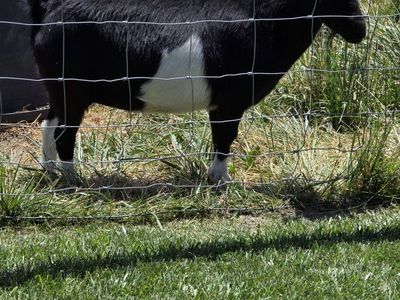 Nigerian Dwarf Goat for Sale - Black & White, Healthy, , Great Pet/Milker