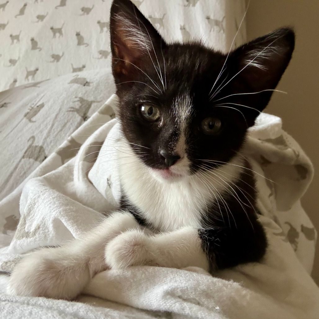 Hello my name is Nibs