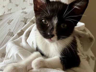 Hello my name is Nibs