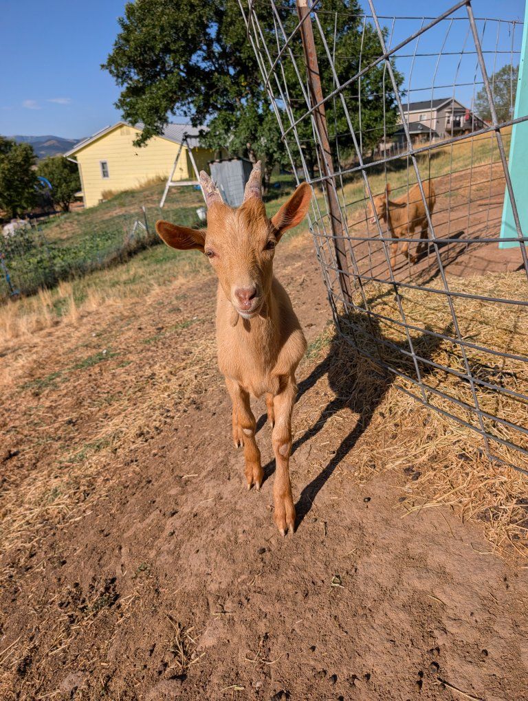 Young buck, Golden Guernsey Dairy Buckling Goat