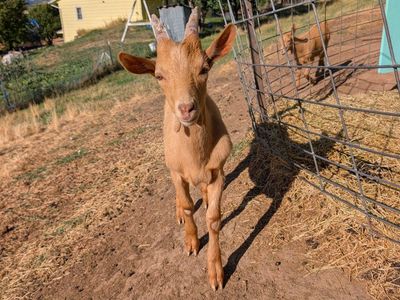 Young buck, Golden Guernsey Dairy Buckling Goat