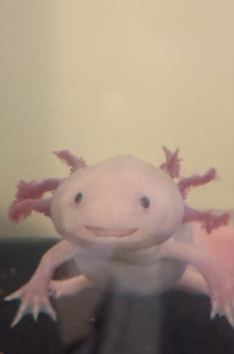 Aquarium With Axolotl