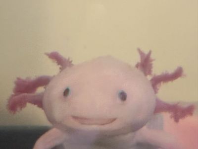 Aquarium With Axolotl