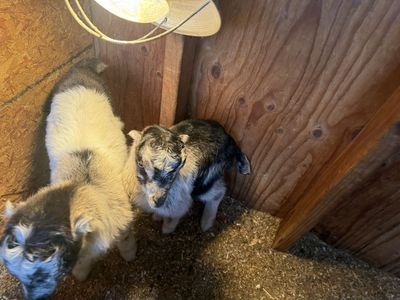 Goat Kids
