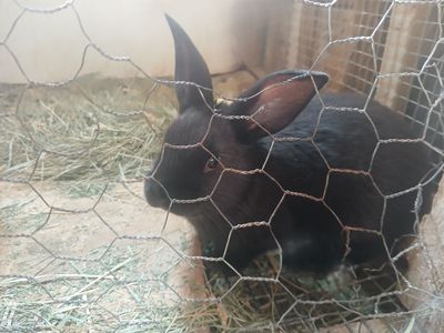 4 Bunny Rabbits pets, meat, great for 4H