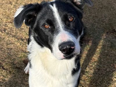 Hello my name is Frankfort