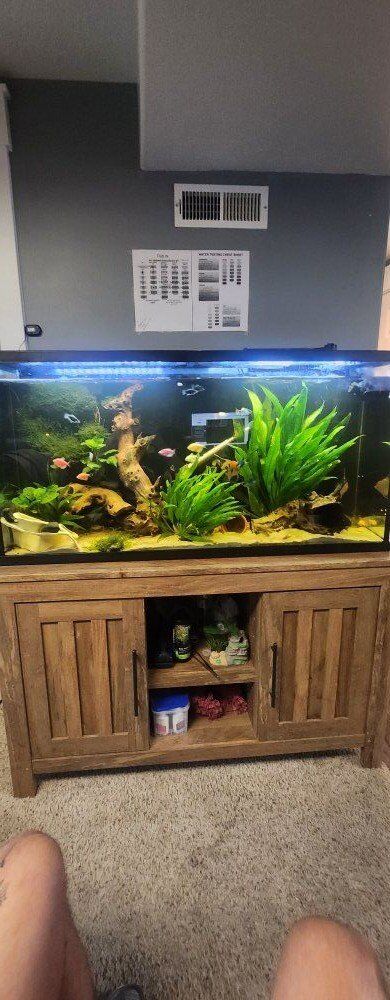 55 gallon community tank.