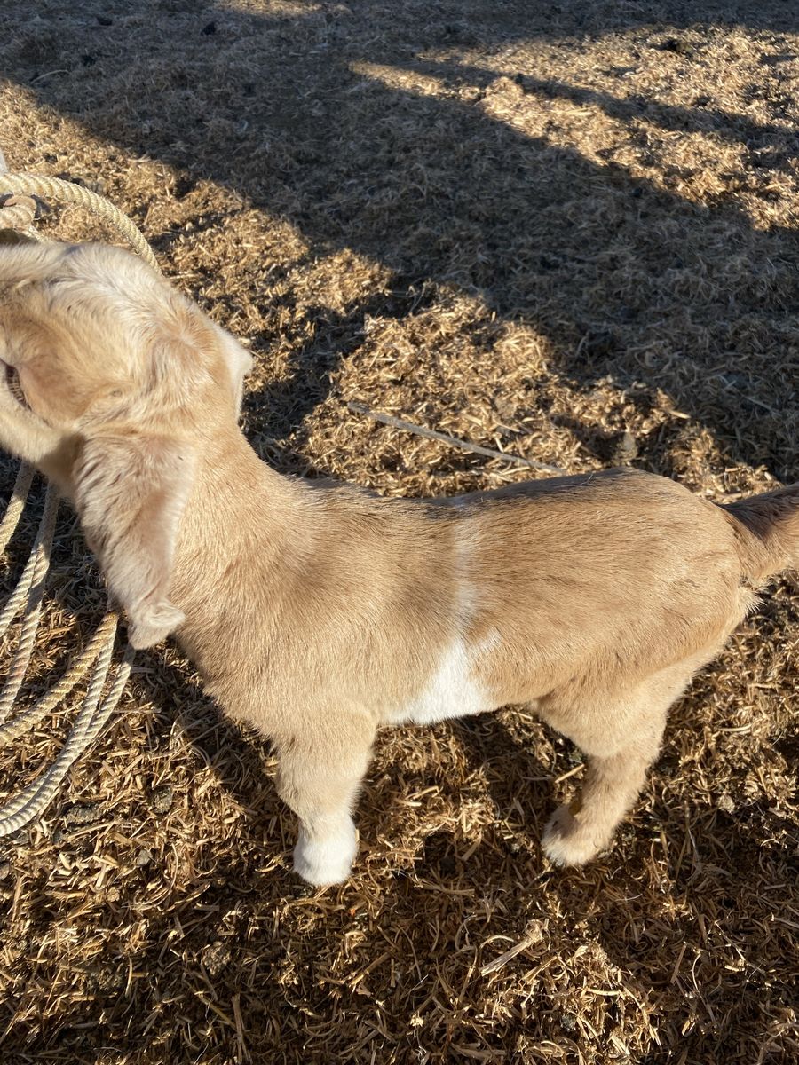 BoerX doeling